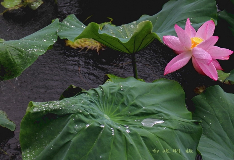 -雨荷.JPG