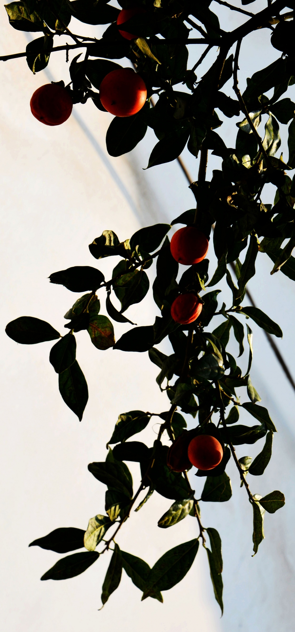 DSC_8865.JPG
