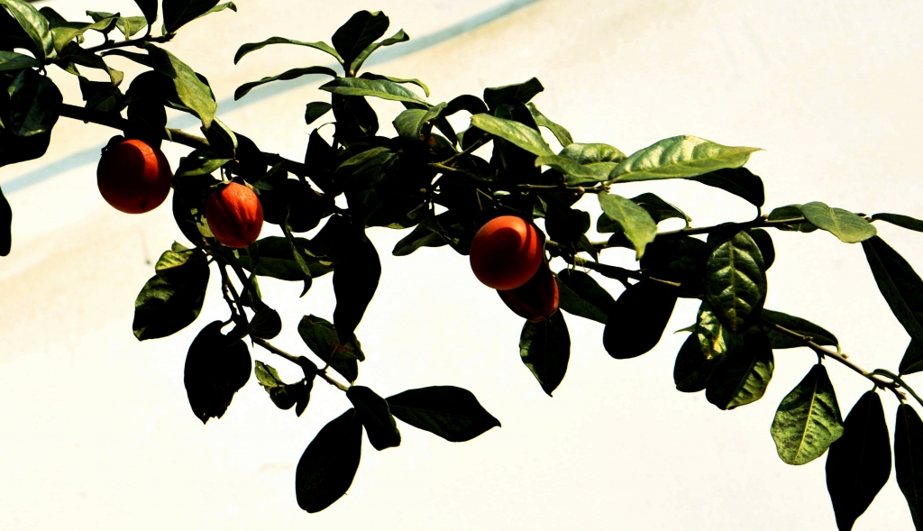 DSC_8866.JPG