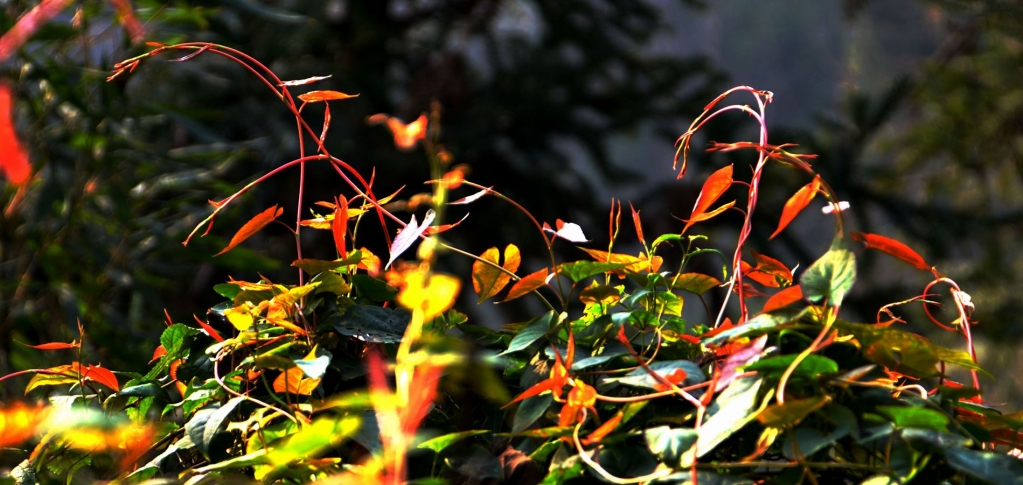 DSC_9099_副本_副本.jpg