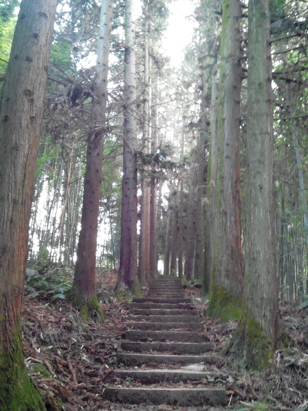 林荫道2.jpg