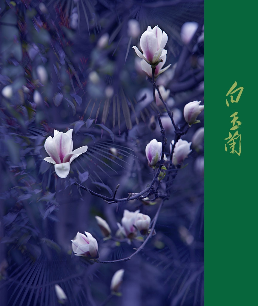 5K6A9739 副本.jpg