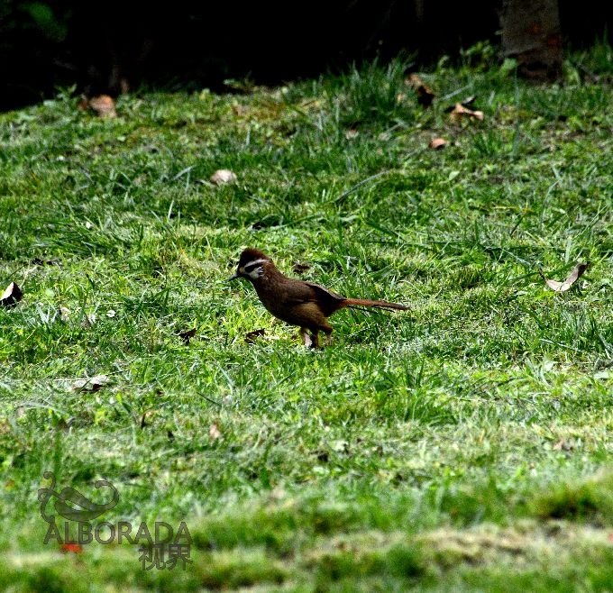 s680_DSC_0160.jpg