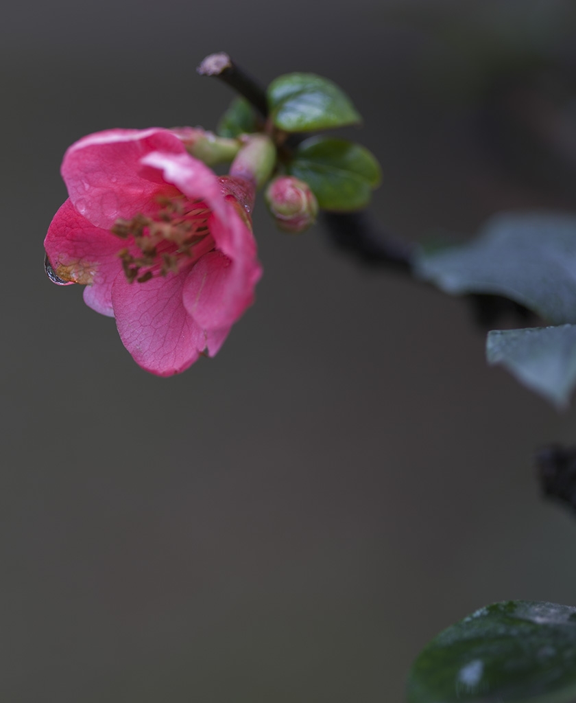 _MG_0004.jpg