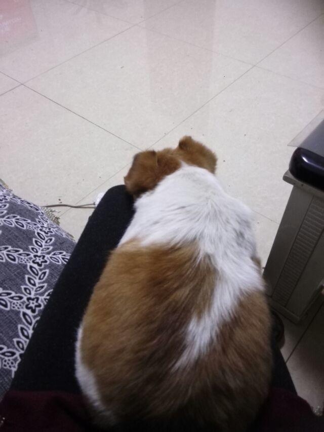 现在这么肥