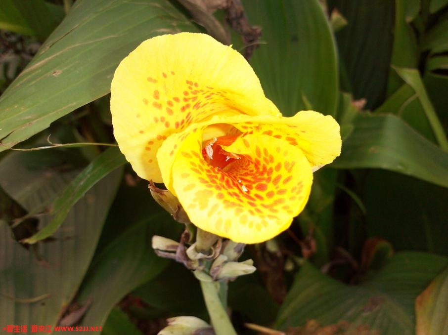 kdk_0041.jpg