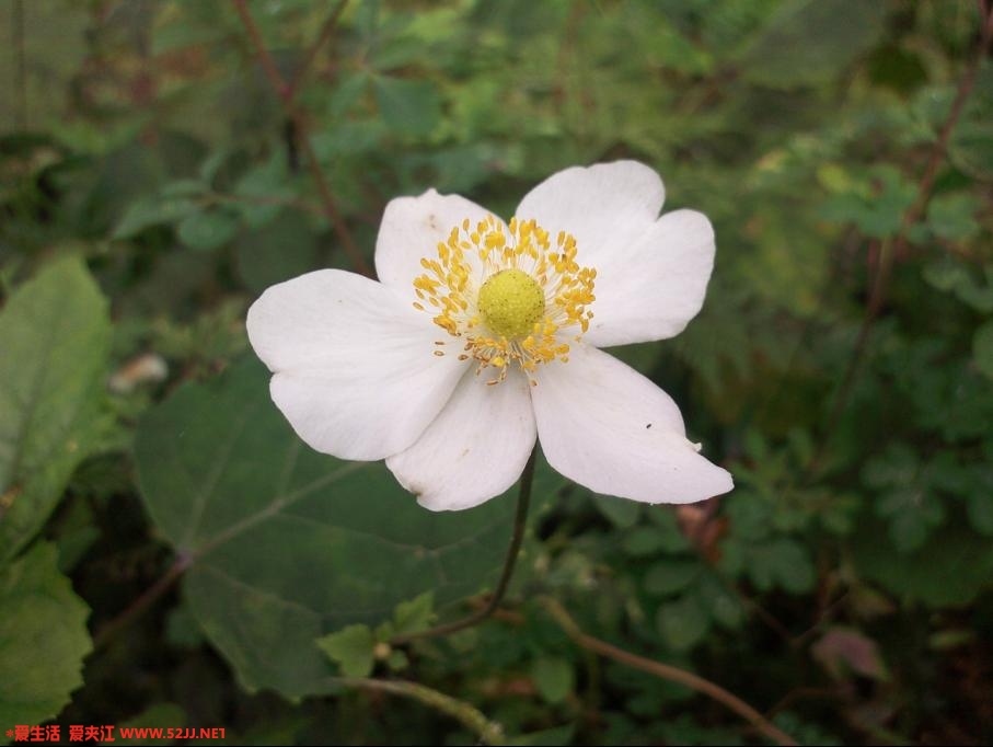 kdk_0082.jpg