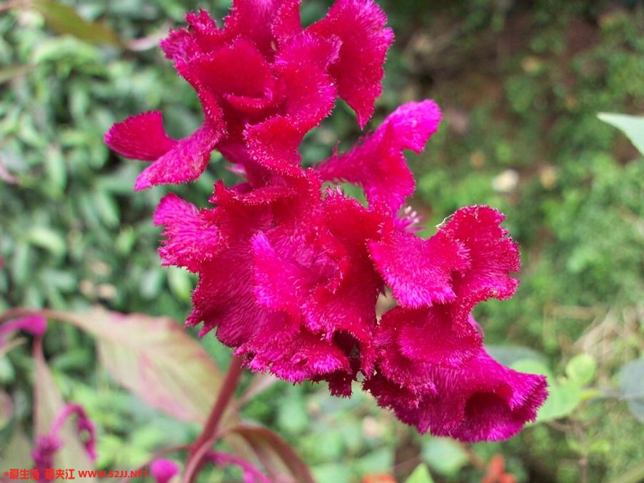 kdk_0095.jpg