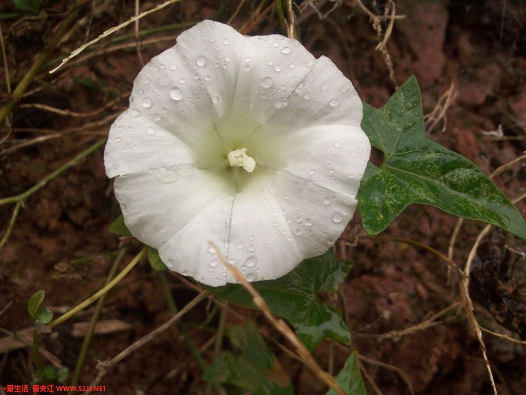 kdk_0113.jpg