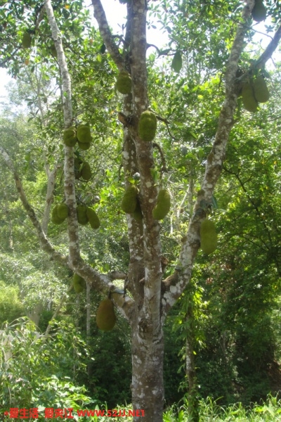 菠萝蜜树.jpg