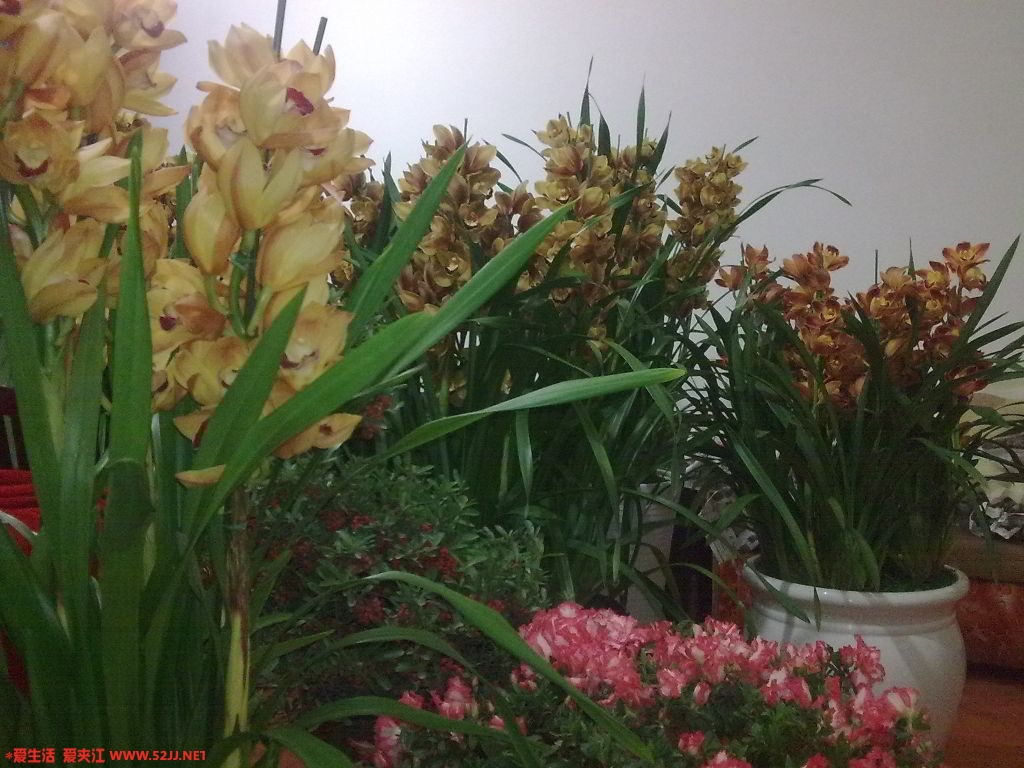 20100207432.jpg