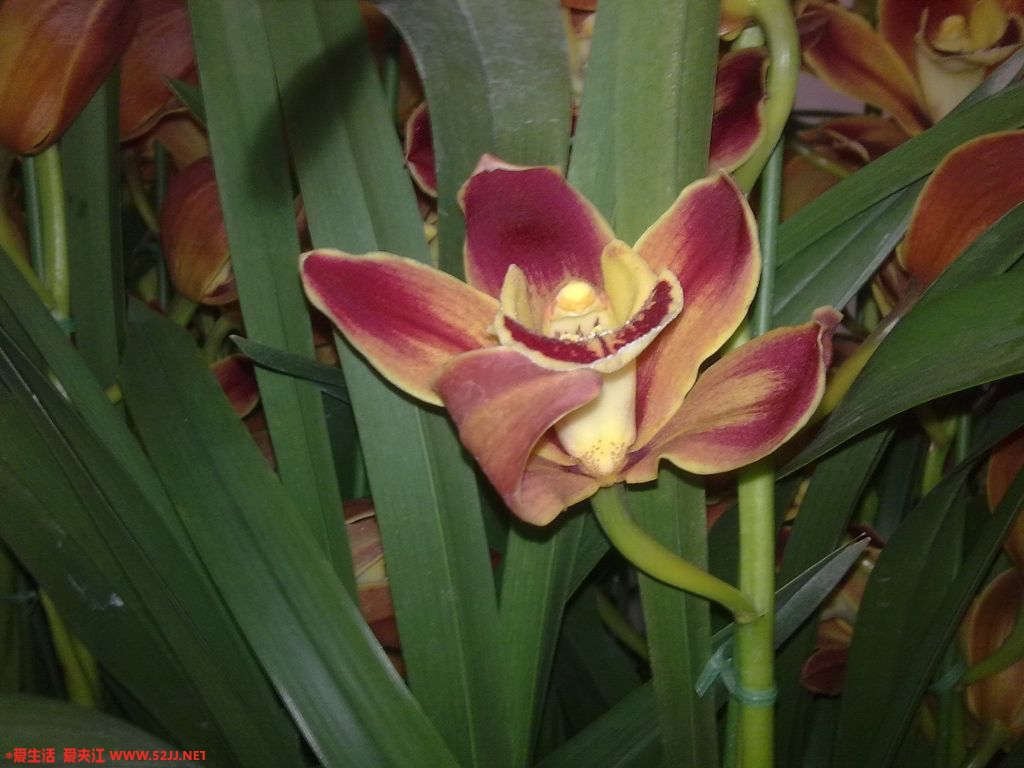 20100207436.jpg
