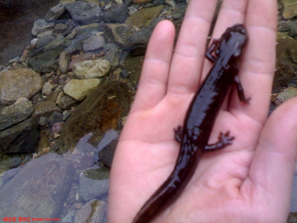 20100501455.jpg