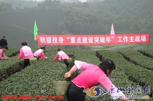 采茶忙