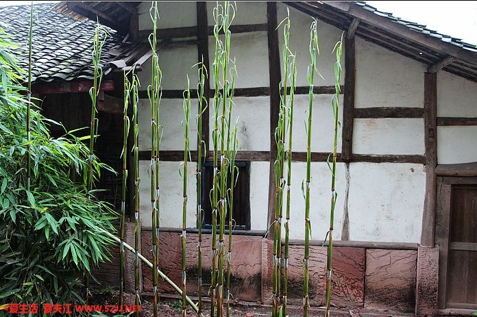 房屋边的竹子