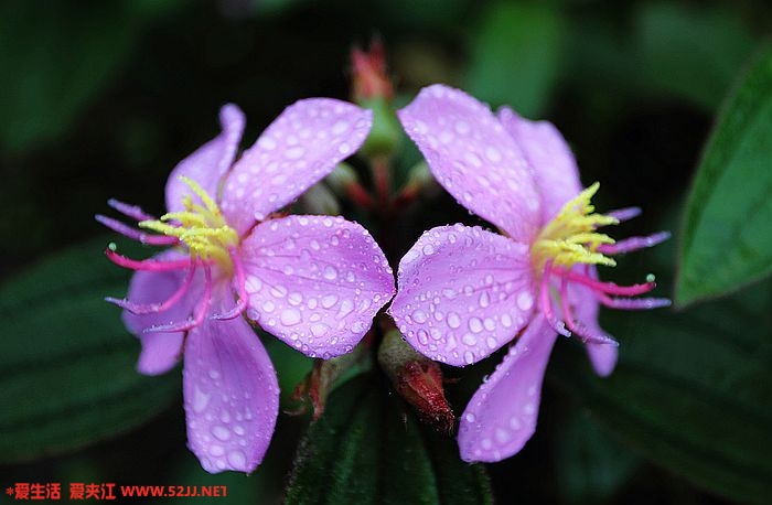 雨中赏花