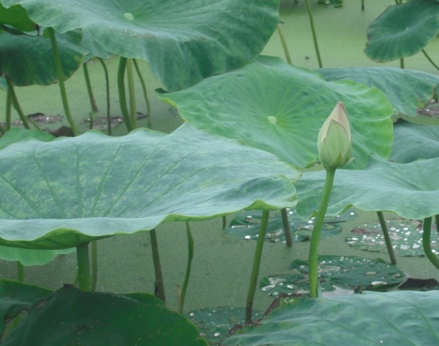 荷花.jpg
