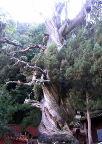 岁月
