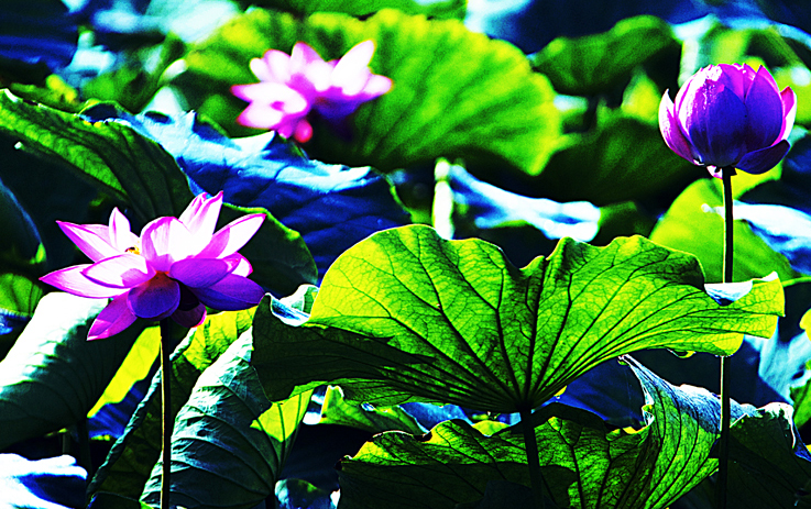 _DSC0140红5映日荷花别样.JPG