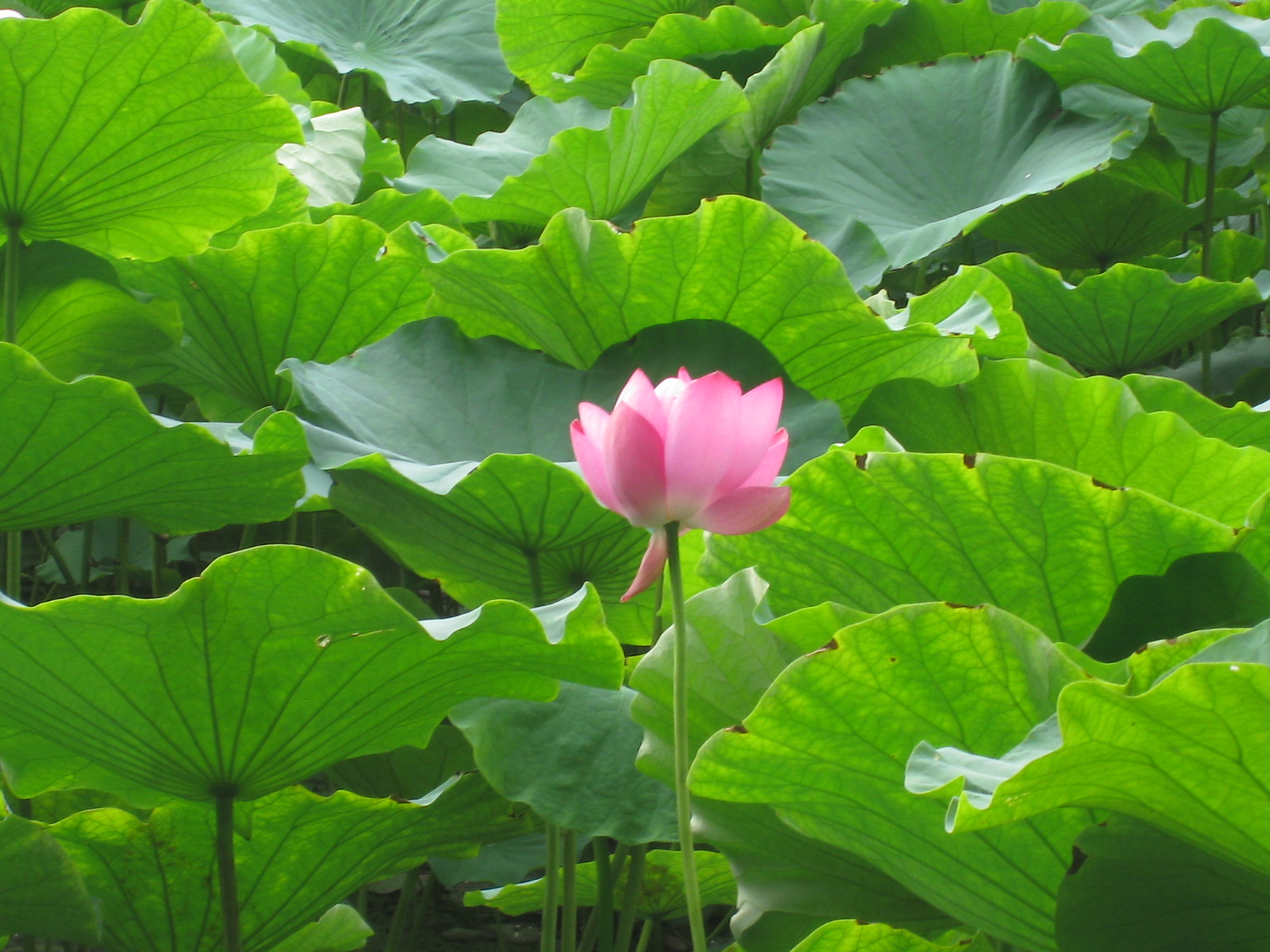花.JPG
