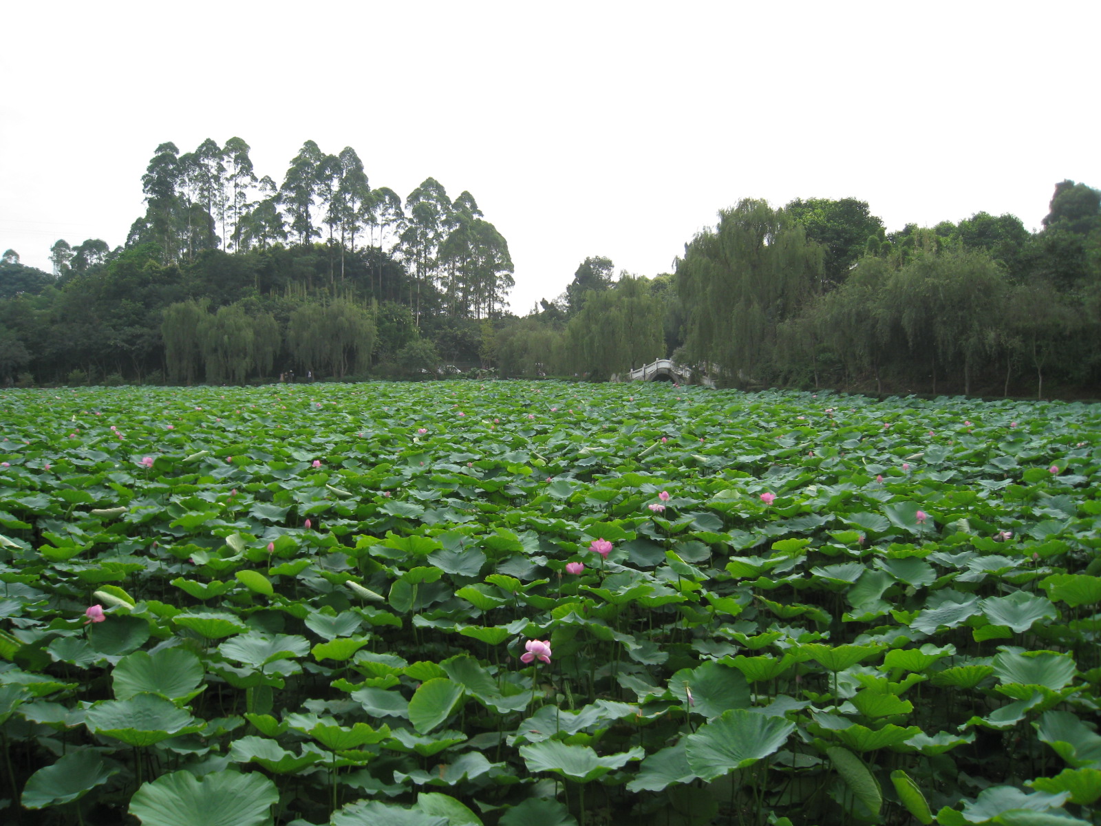 全景.JPG