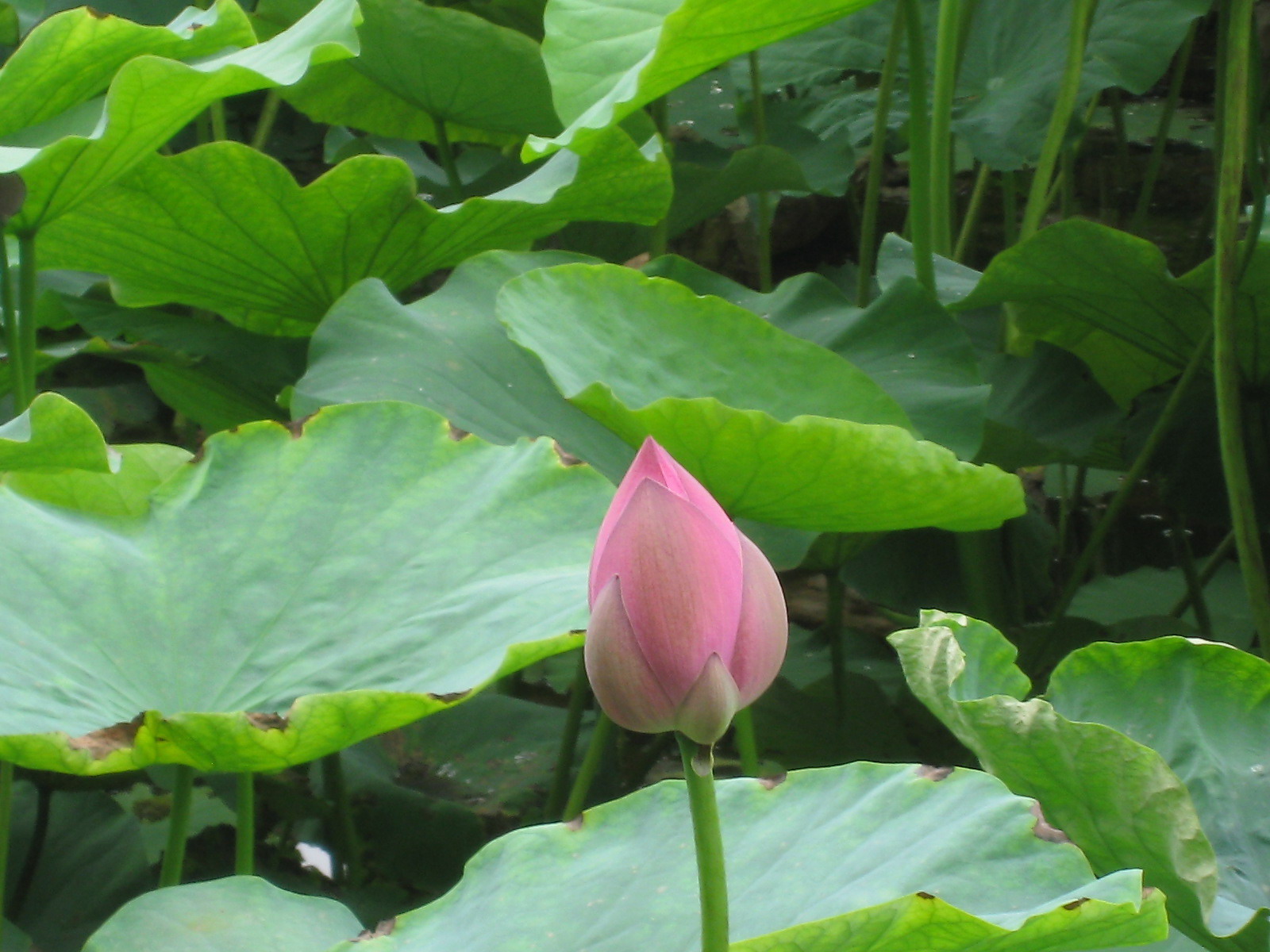 花蕊.JPG