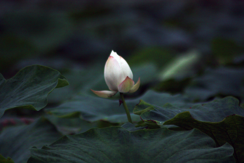 照片 012.jpg