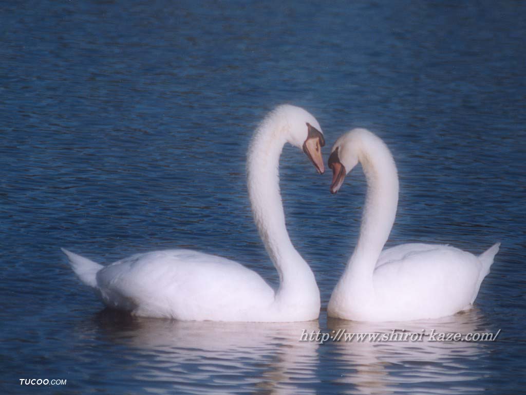 swan2.jpg