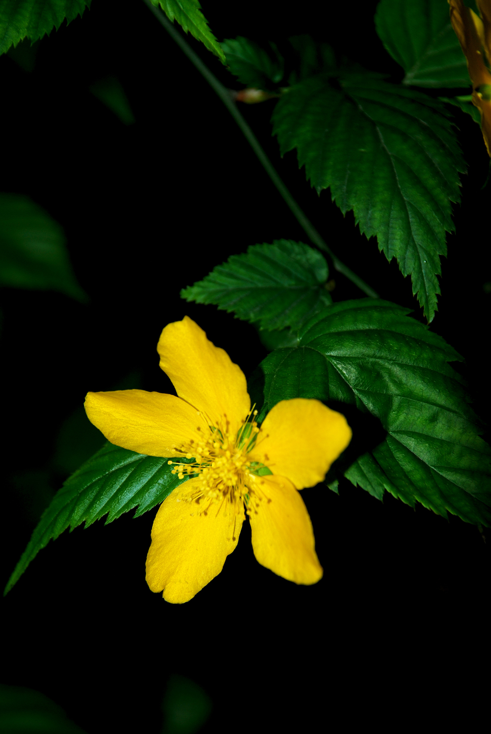 生命花.JPG