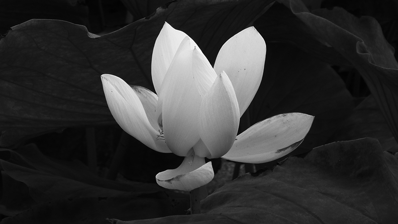 PIC_1370.JPG