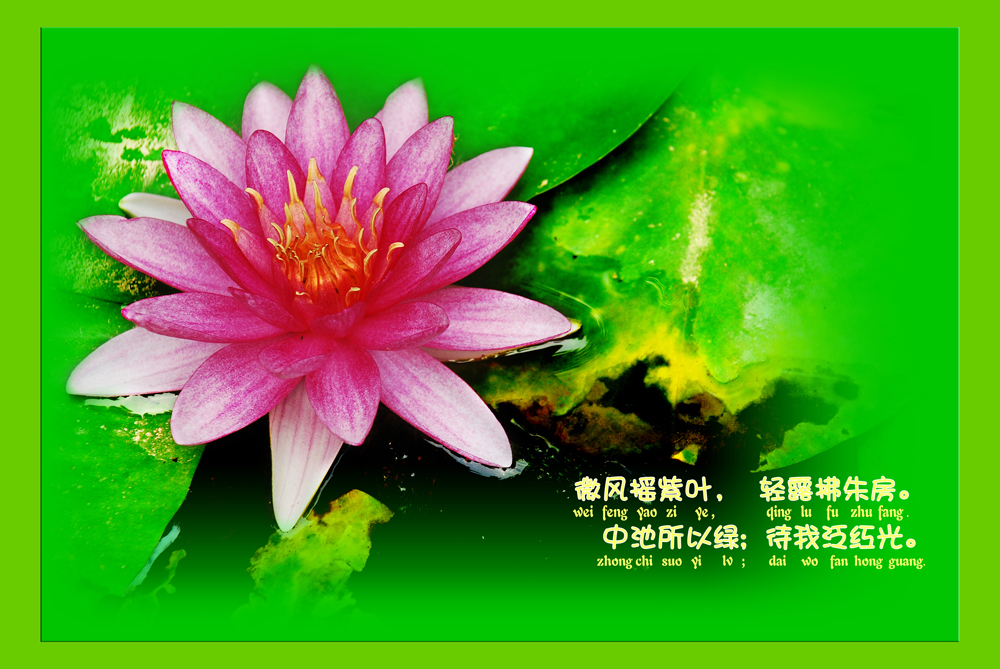 莲1.JPG