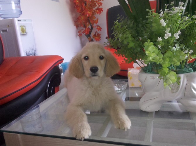 金毛 小名菜子花