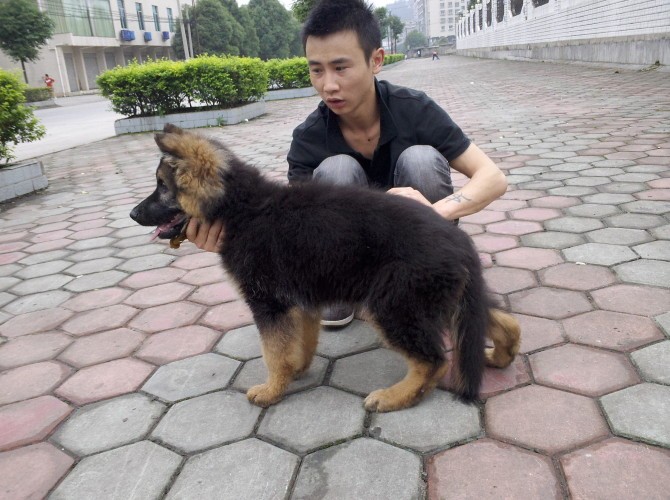 金鹰