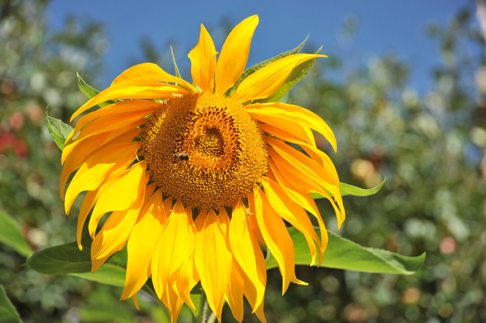 DSC_2412.jpg