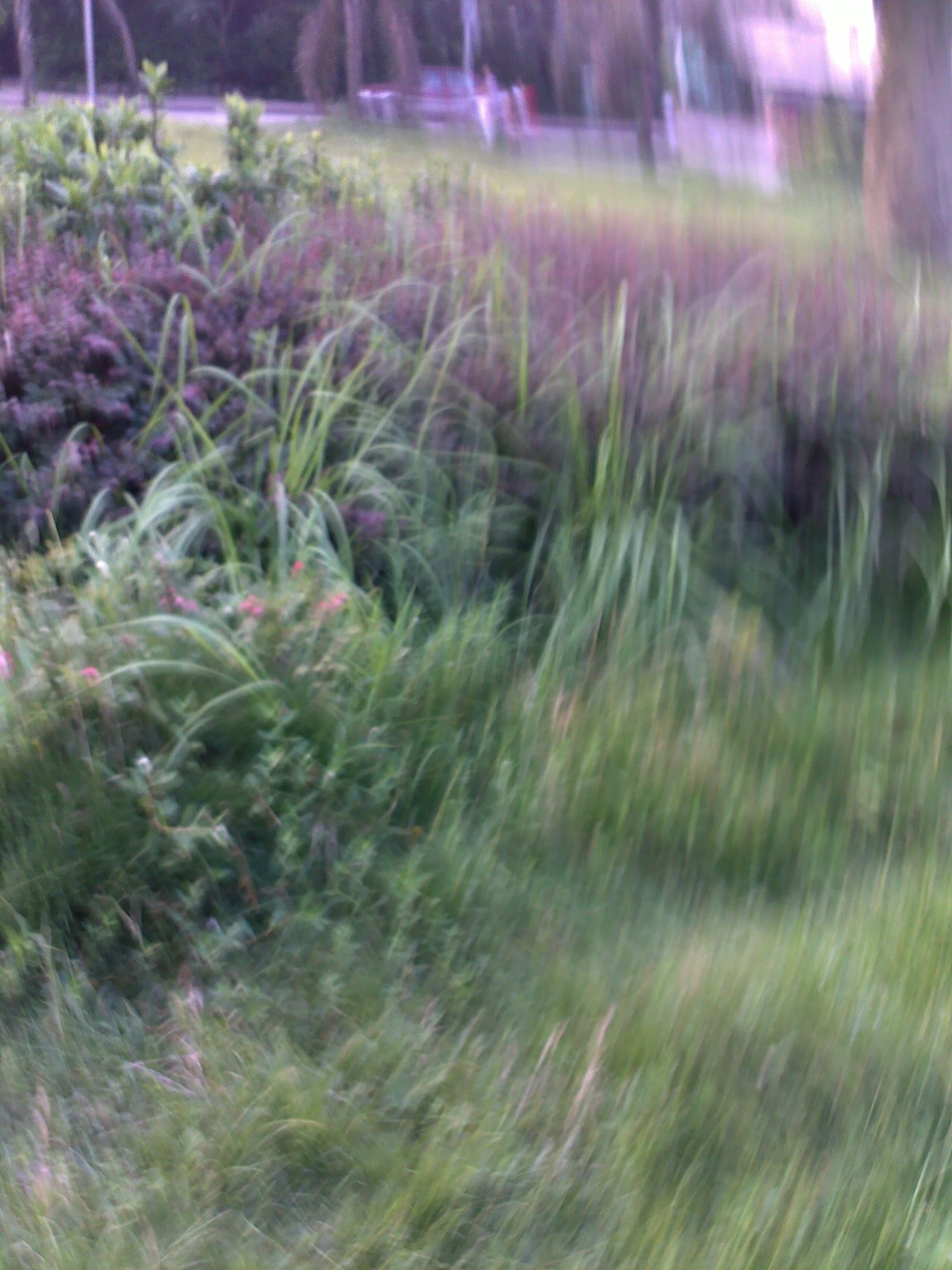 20100806231.jpg