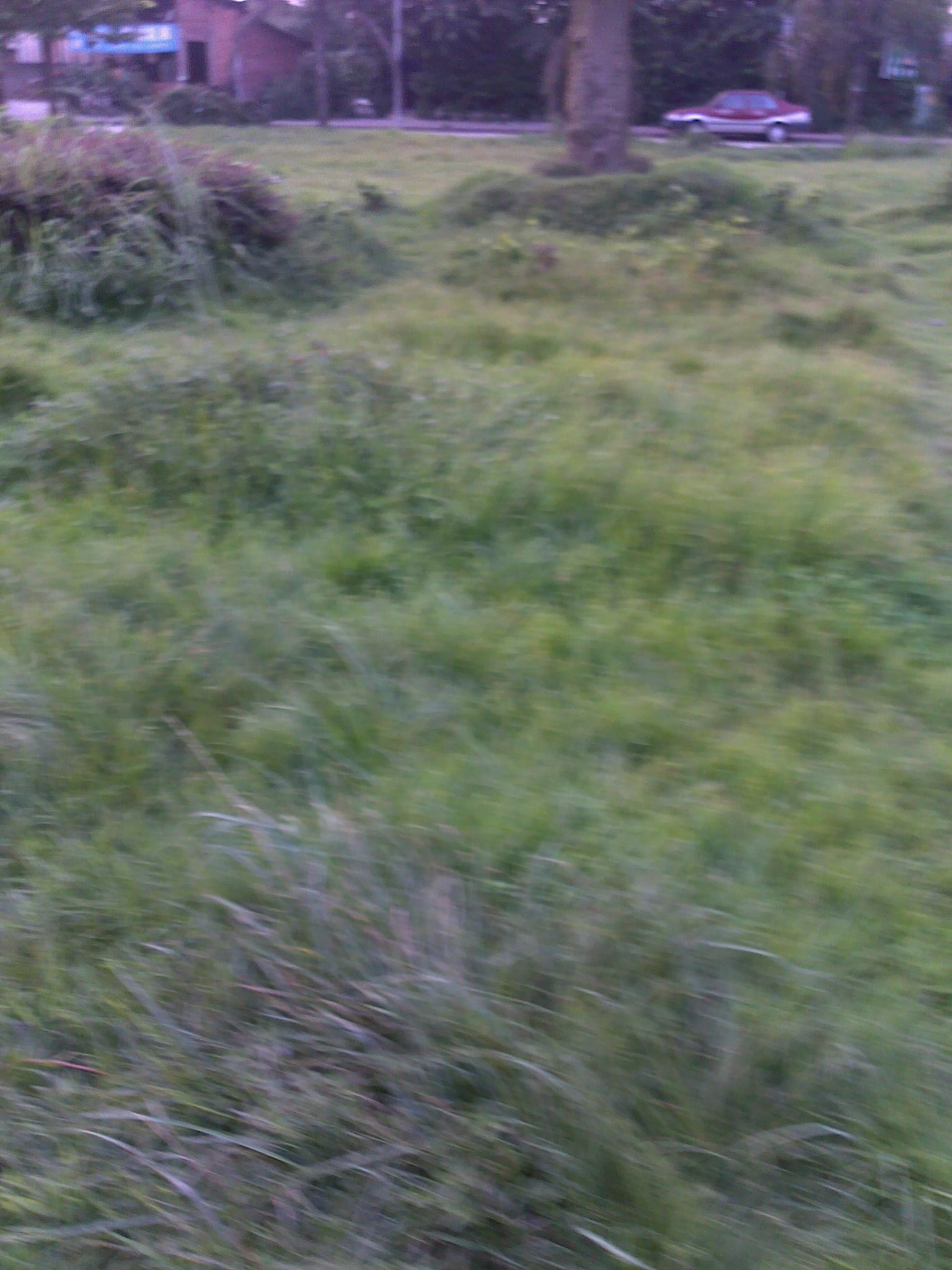 20100806230.jpg