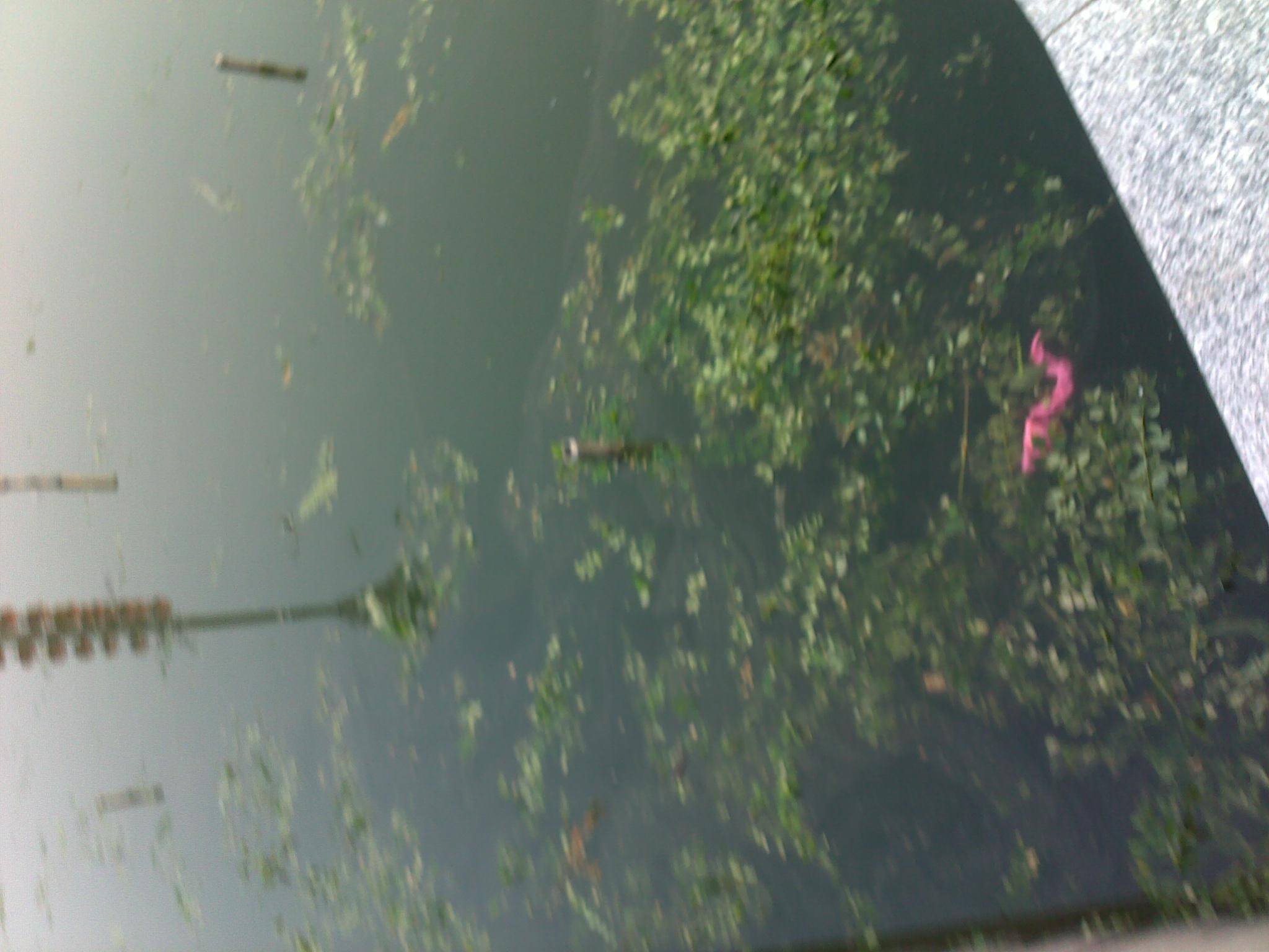 20100806233.jpg