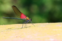 “体操王子”，一只刚学飞行的小蜻蜓。