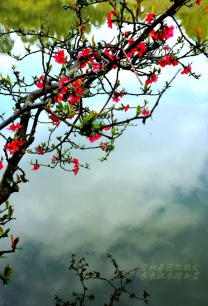 金鹰海棠和春景