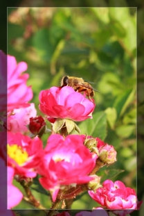 花和蜂的故事