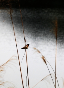 湖光鸟影