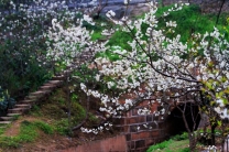 春回大地