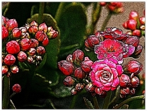 长寿花