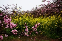 年年春色景相似，观赏桃花人不同。