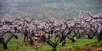 仙芽村，那是桃花盛开的地方