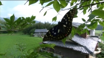 蝴蝶--视频截图