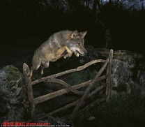 2009英国野生动物摄影奖