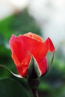色彩缤纷的玫瑰花