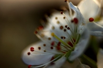 【实习微距】一树李花与海棠
