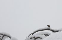 雪·松鼠